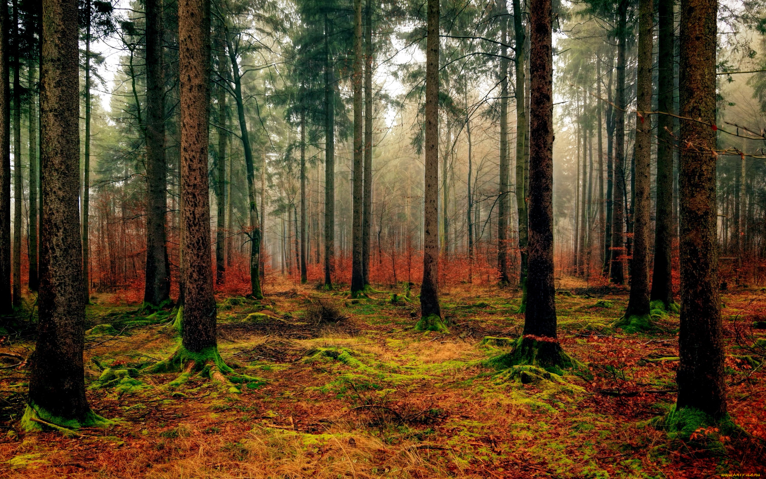 природа, лес, сосны