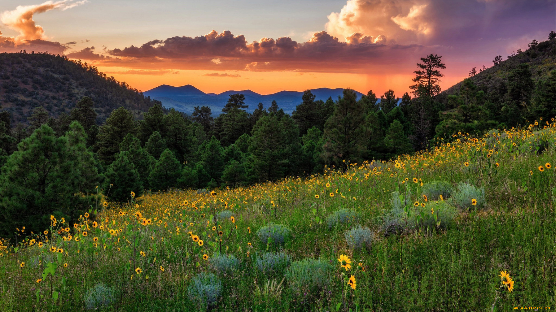 природа, луга, луг