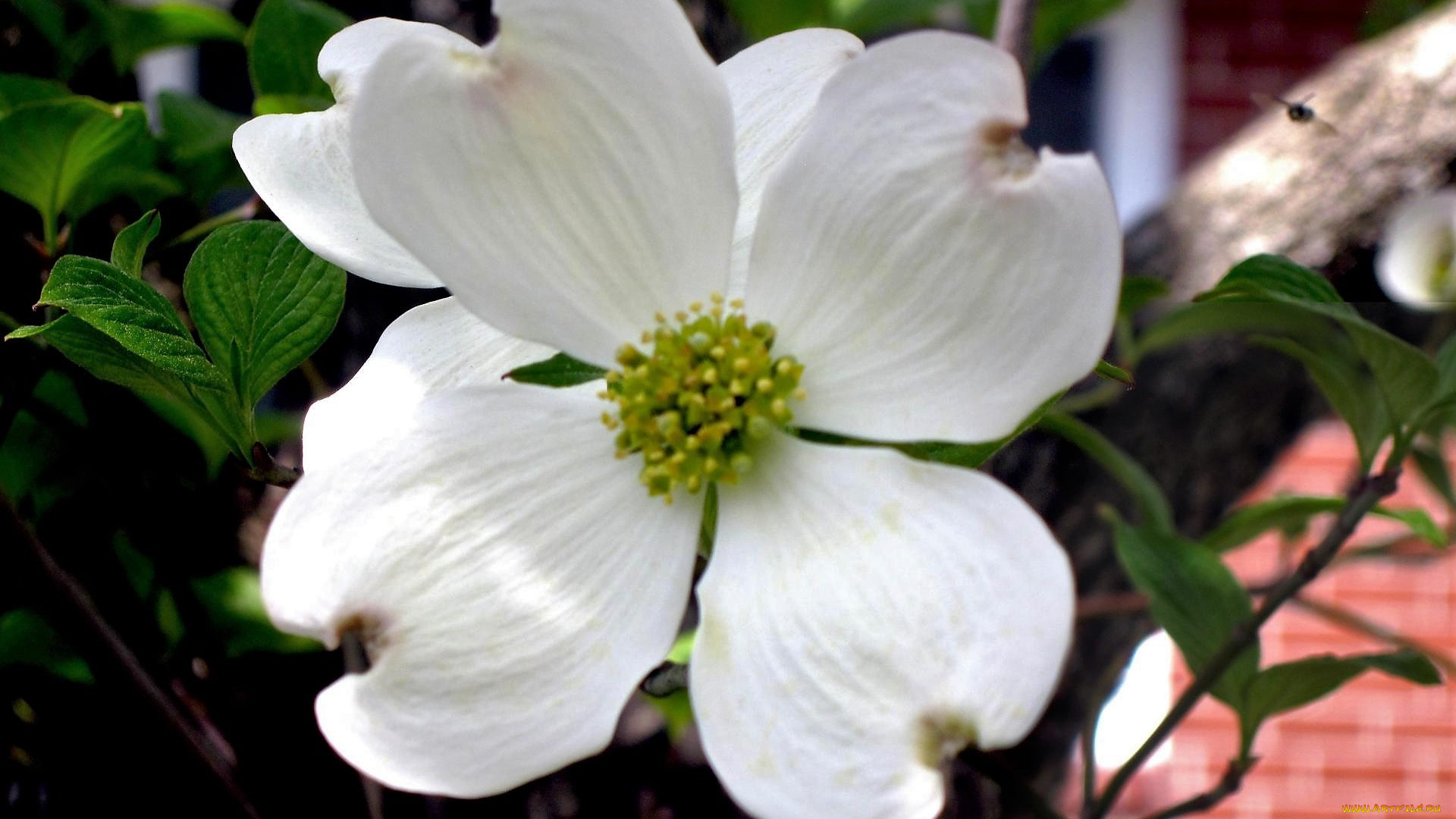 цветы, кизил, белый, листья