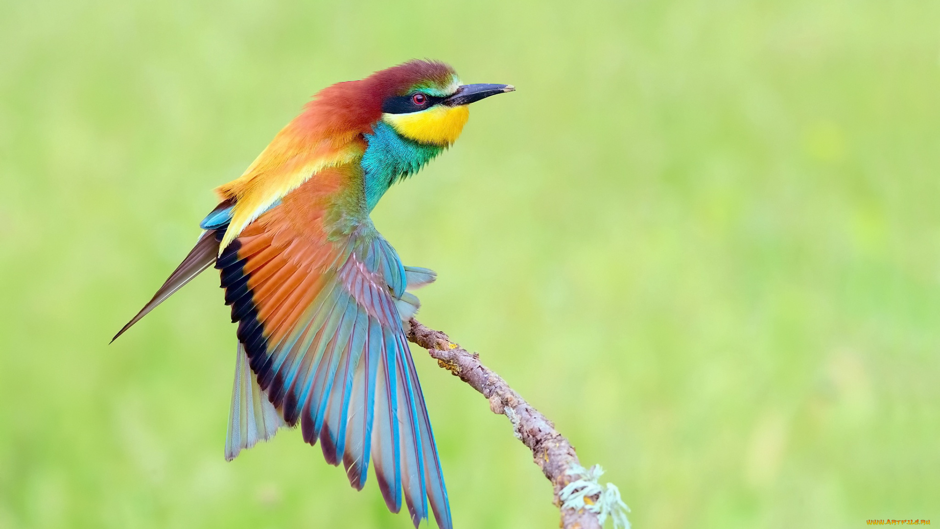 животные, щурки, , пчелоеды, птица