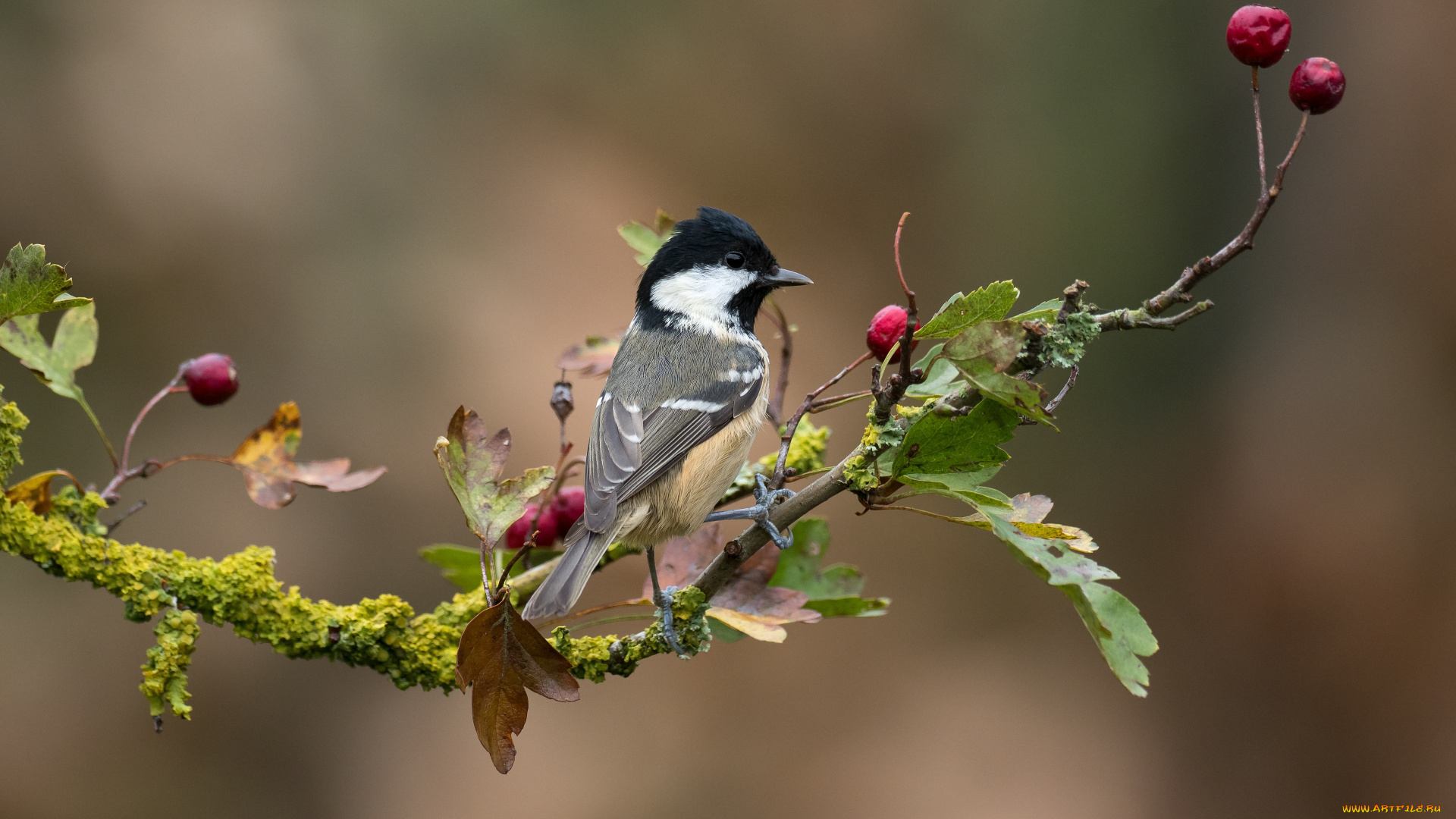 животные, синицы, , лазоревки, птица