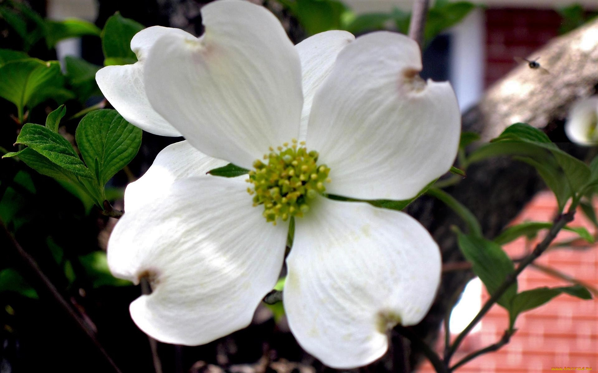 цветы, кизил, белый, листья