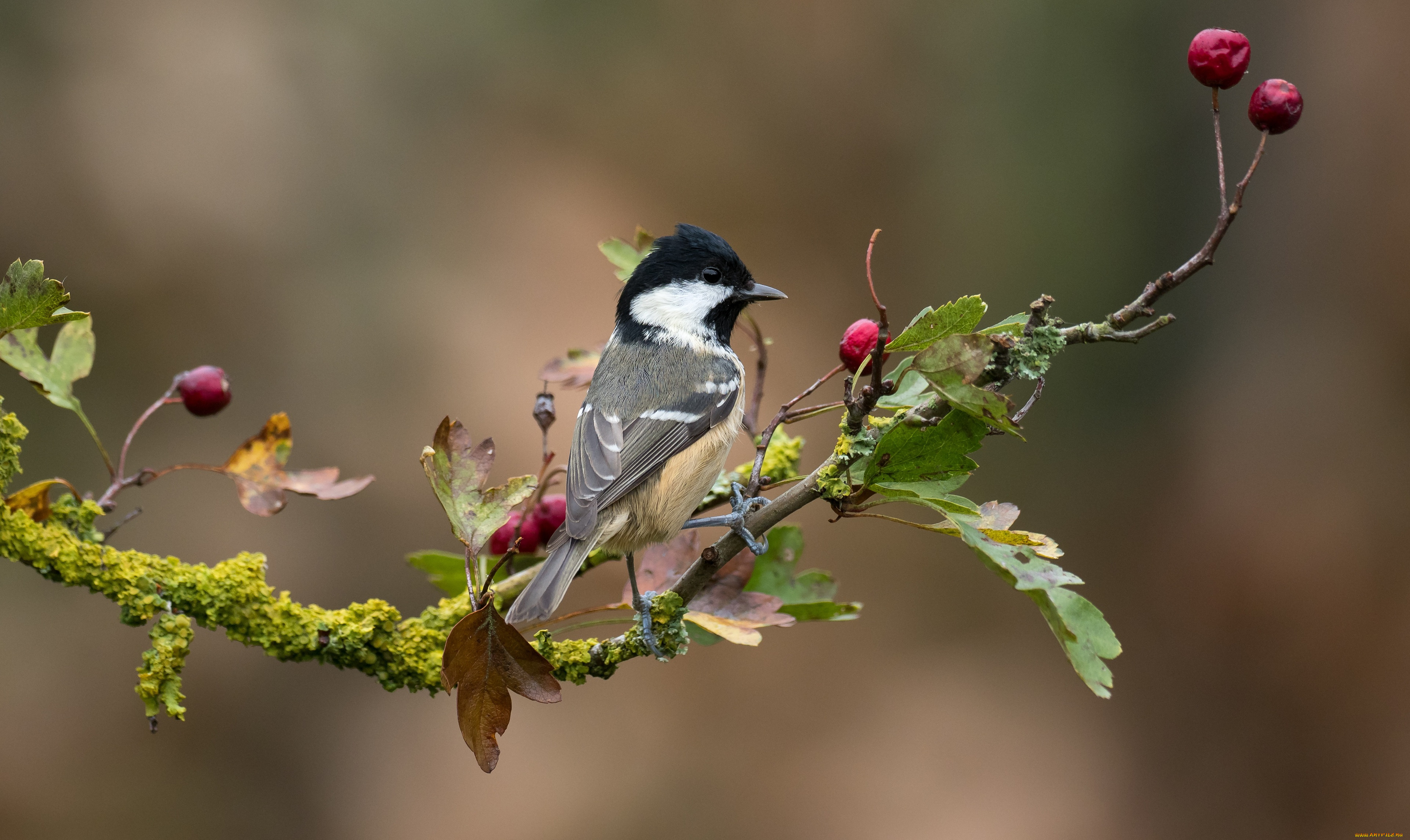 животные, синицы, , лазоревки, птица