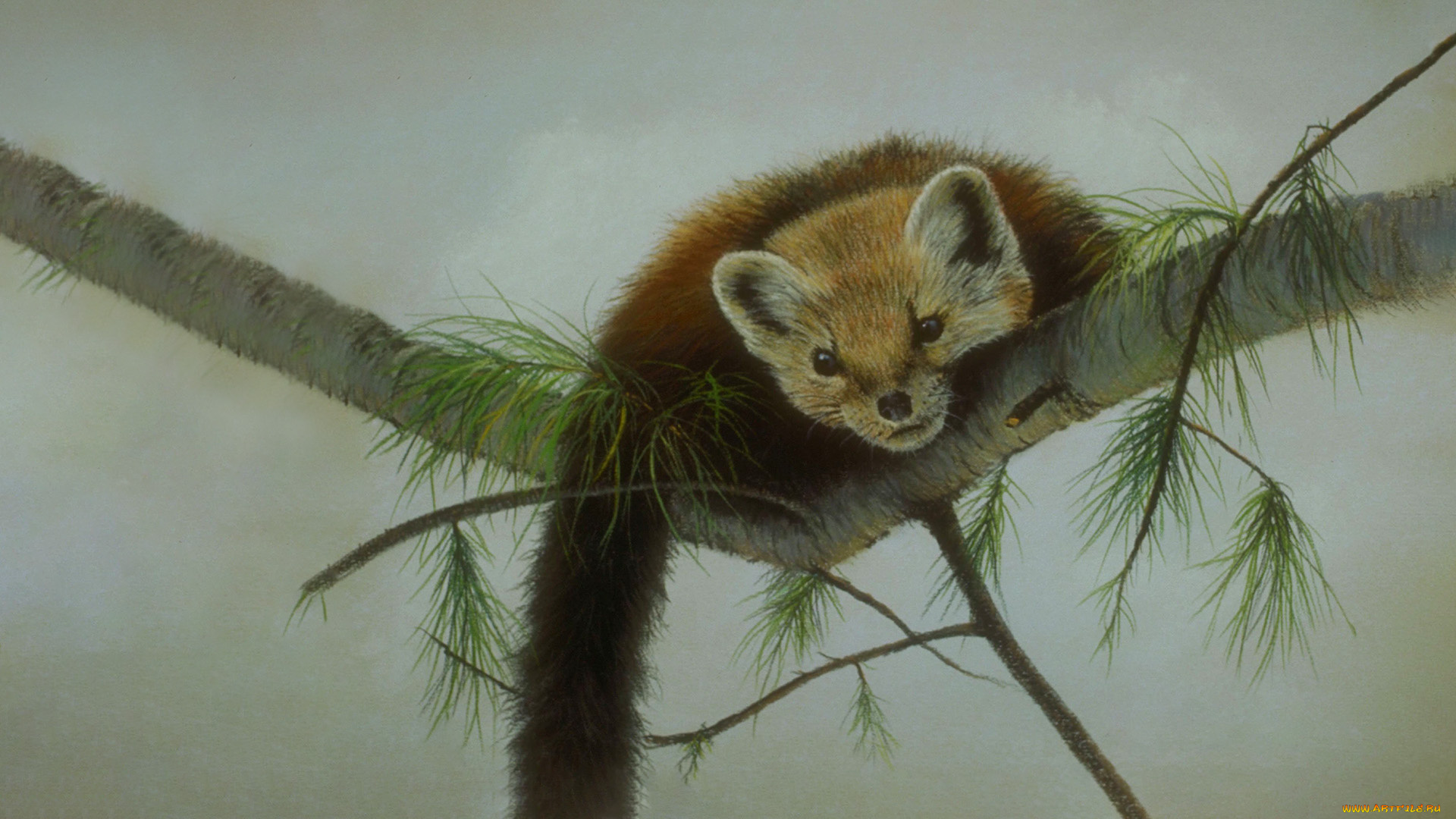 295872, рисованное, животные, лесная, куница