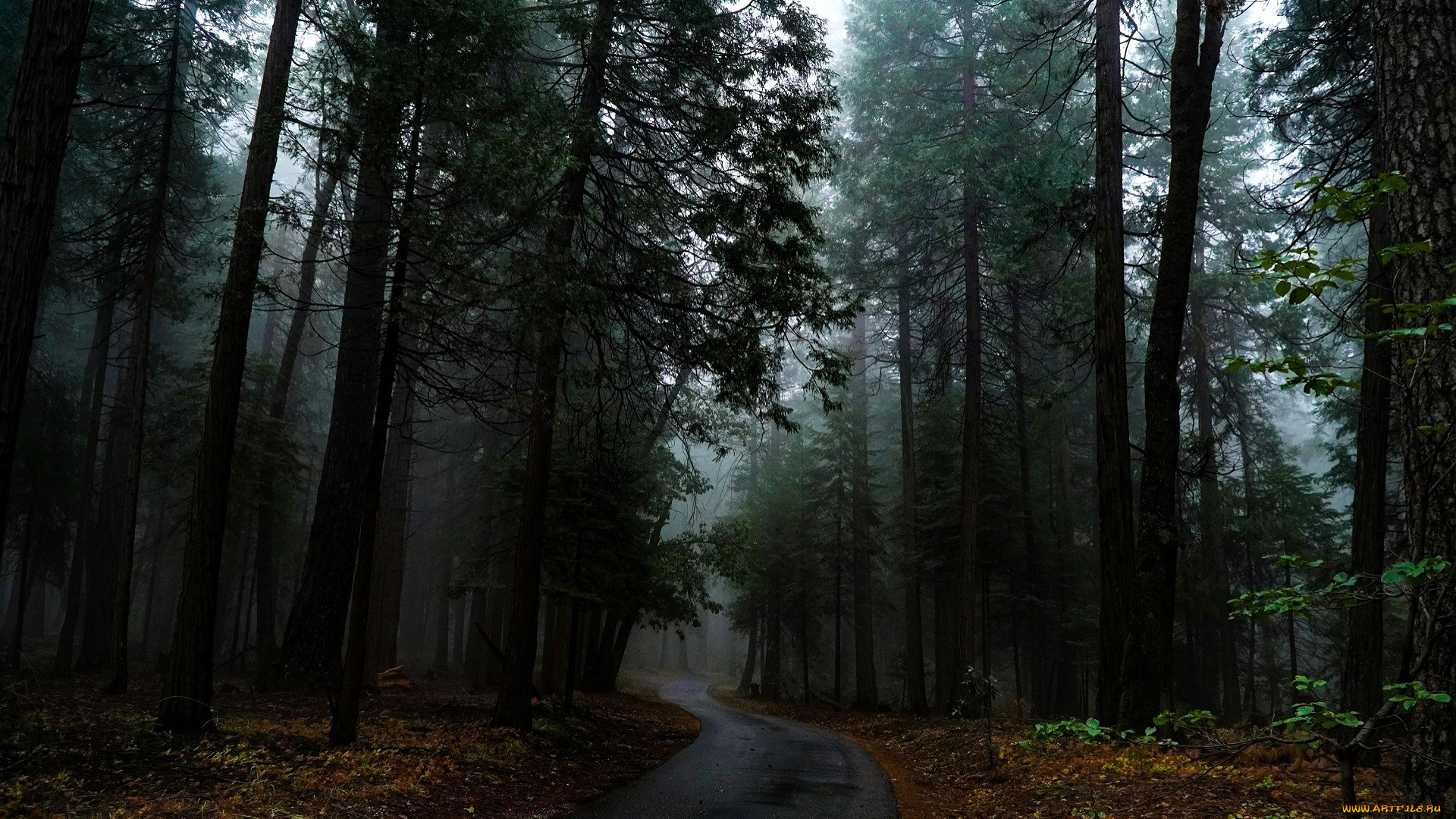 природа, лес, дорога, туман