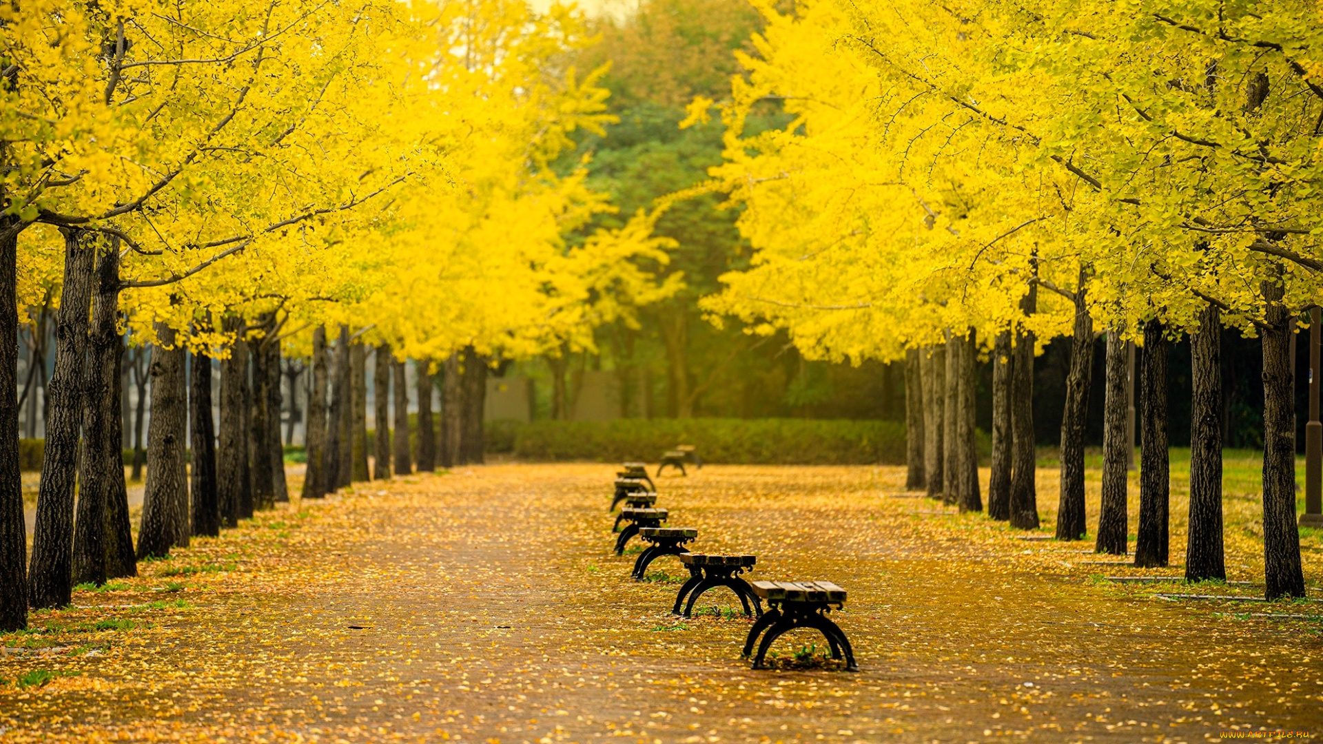 природа, парк, осень, деревья, аллея, листья, скамейки, дорожка