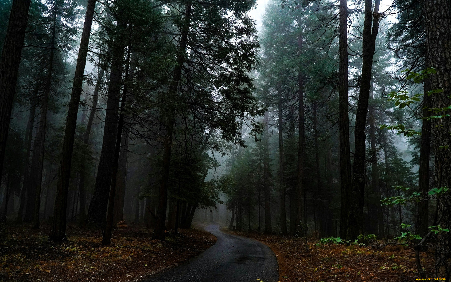 природа, лес, дорога, туман