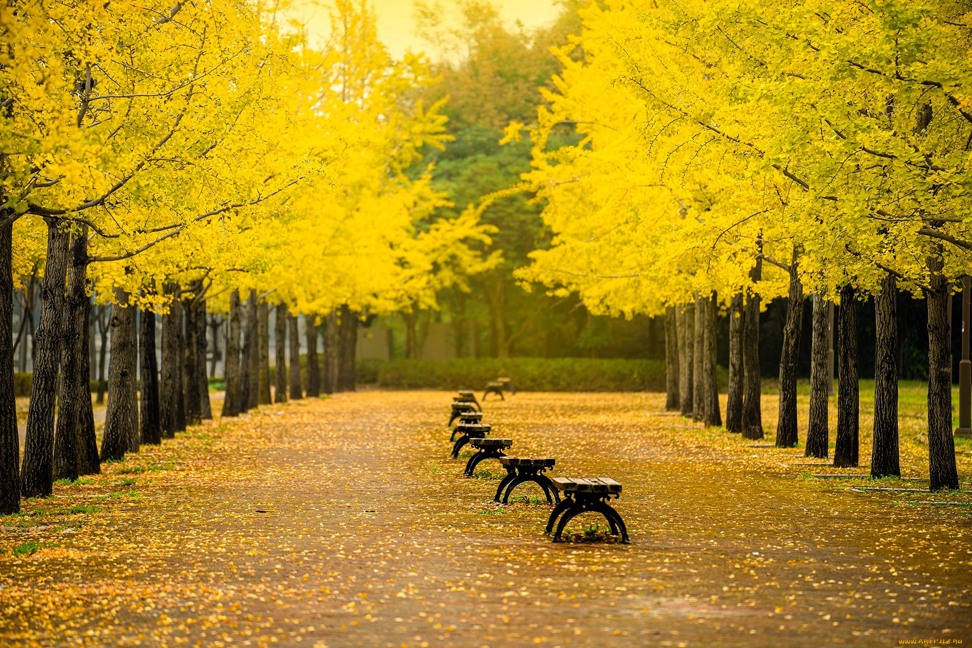 природа, парк, осень, деревья, аллея, листья, скамейки, дорожка