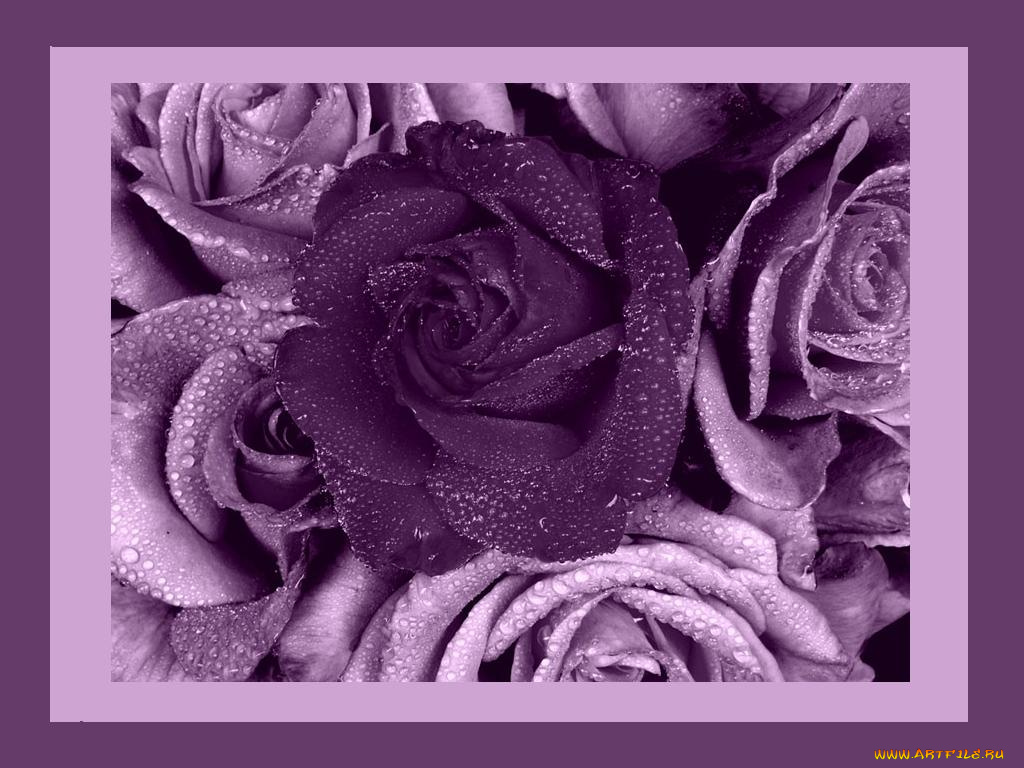 цветы, розы