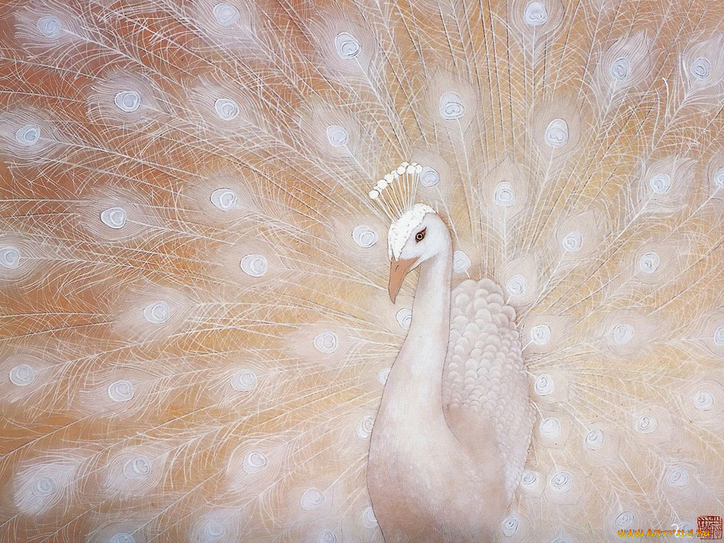 рисованные, животные, птицы, павлины