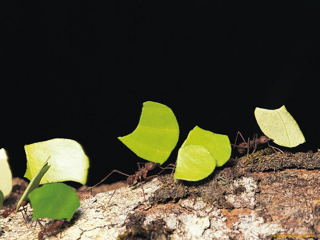 животные, насекомые