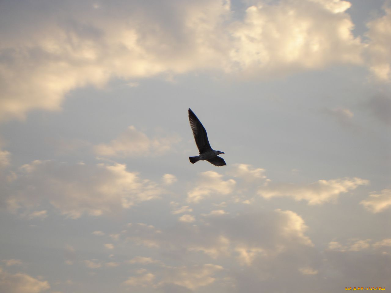 животные, птицы