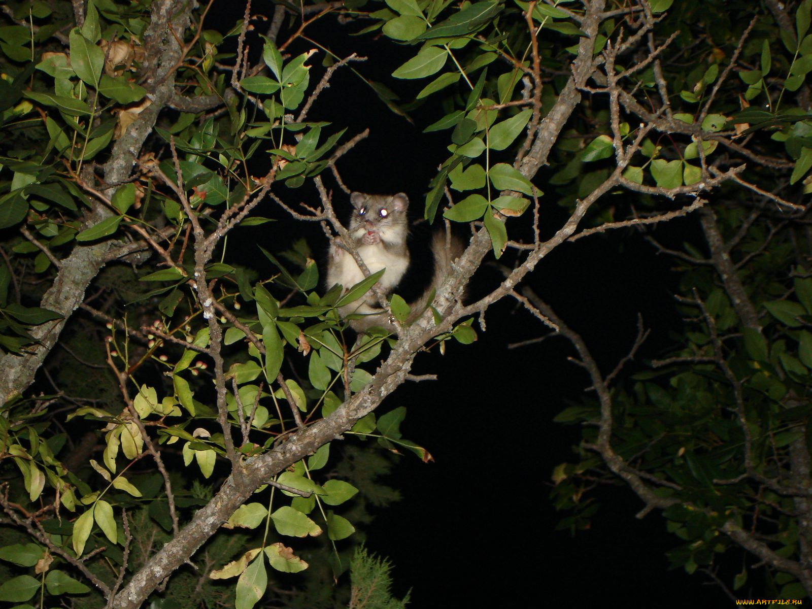 есть, такой, зверек, сонька, животные, сони
