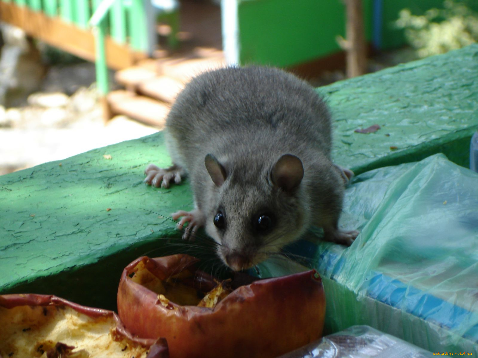 сонька, животные, сони