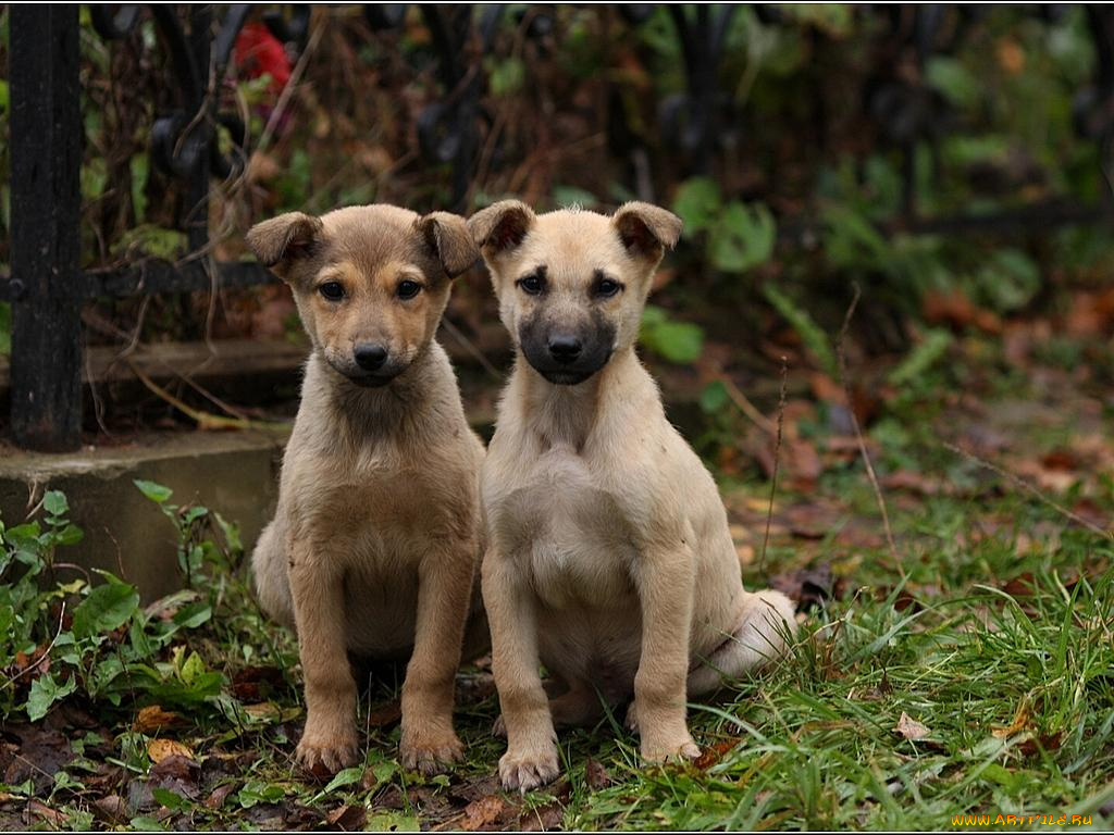 мы, не, близнецы, двойняшки, животные, собаки