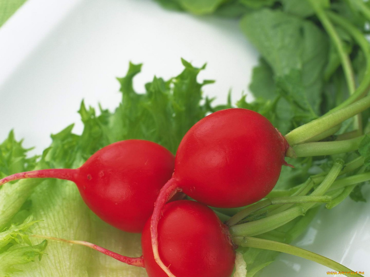 еда, редис, репа, редька