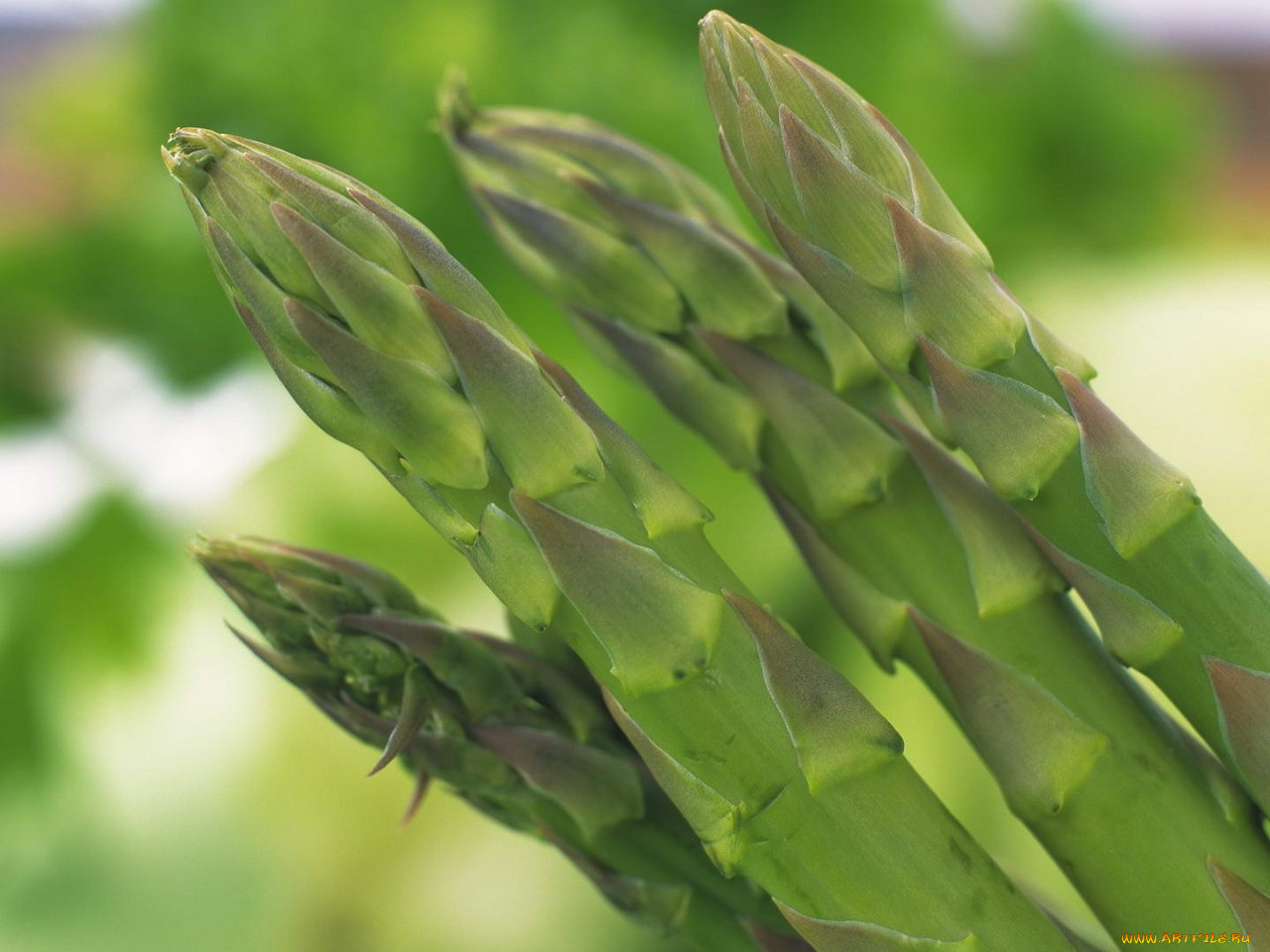 еда, спаржа