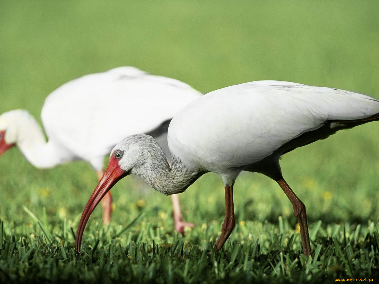 животные, ибисы, колпицы