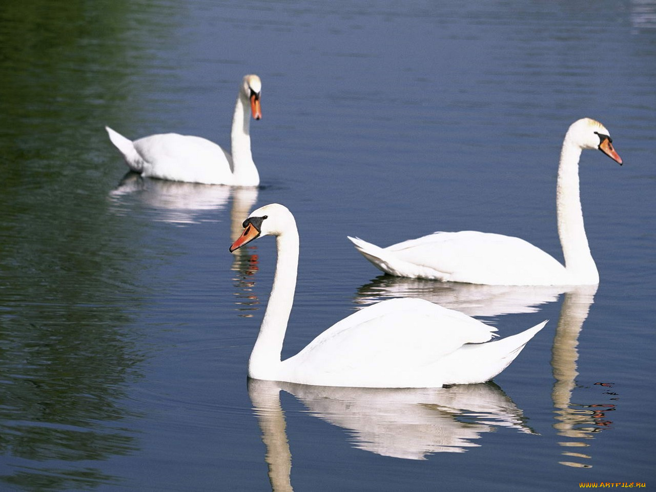 животные, лебеди