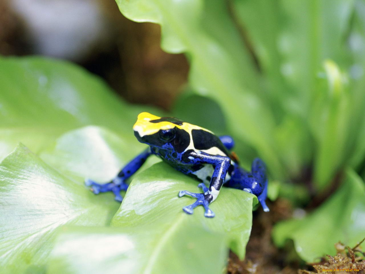 животные, лягушки