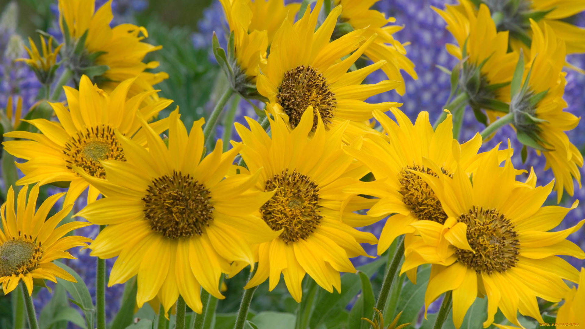 цветы, подсолнухи