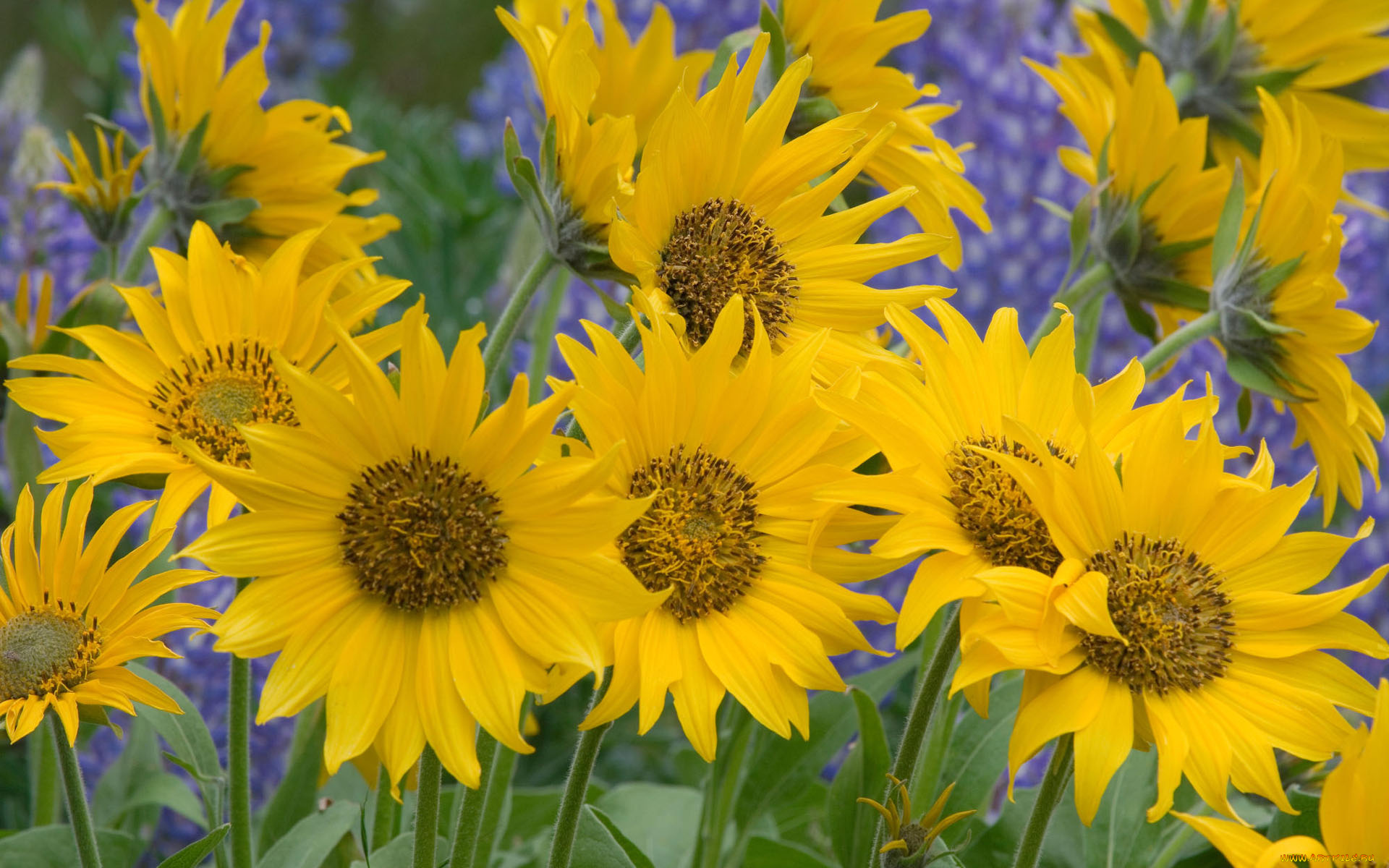 цветы, подсолнухи