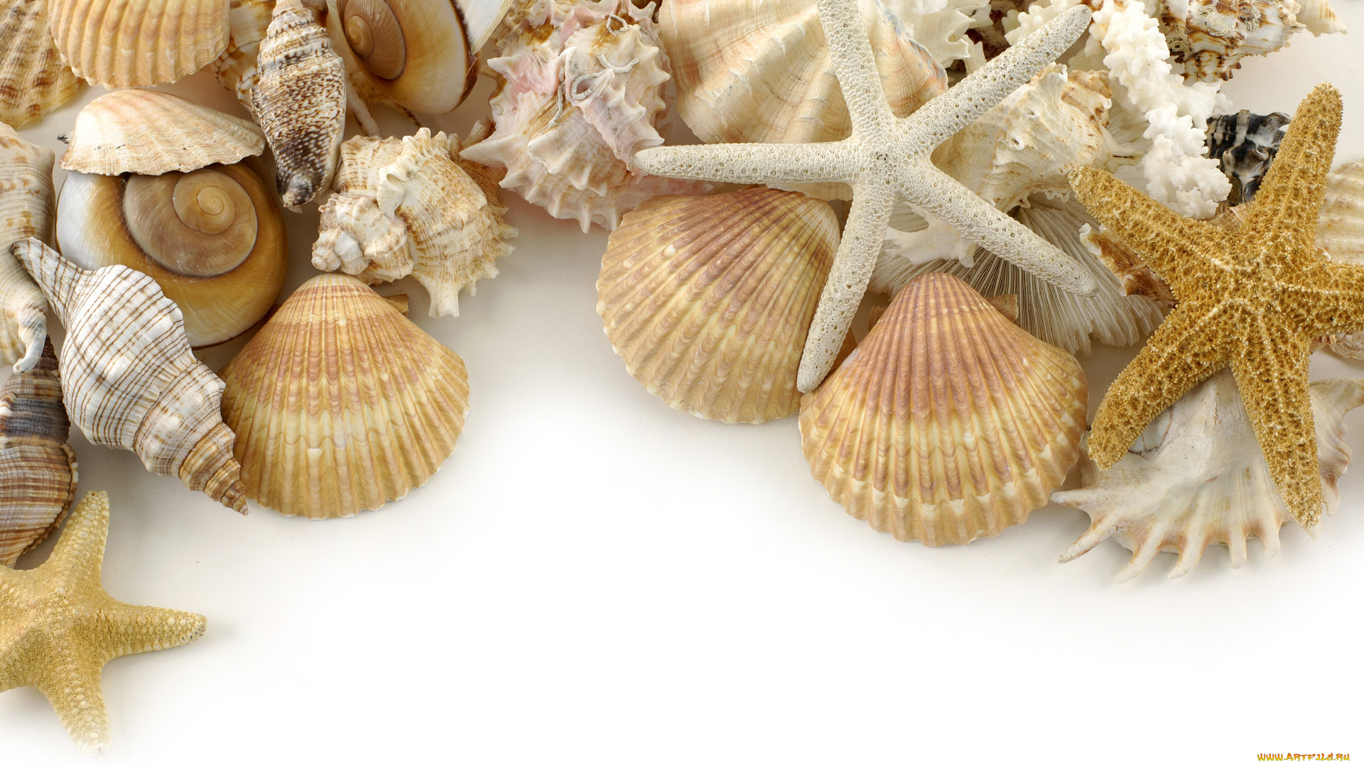 разное, ракушки, кораллы, декоративные, spa, камни