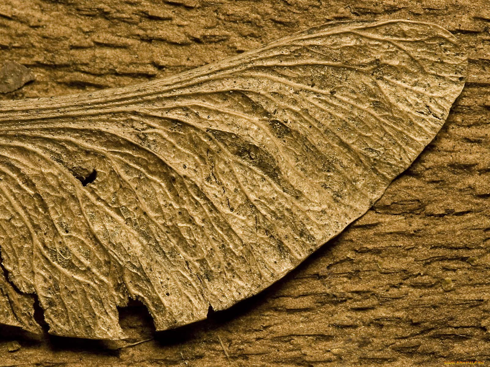 разное, текстуры, лист