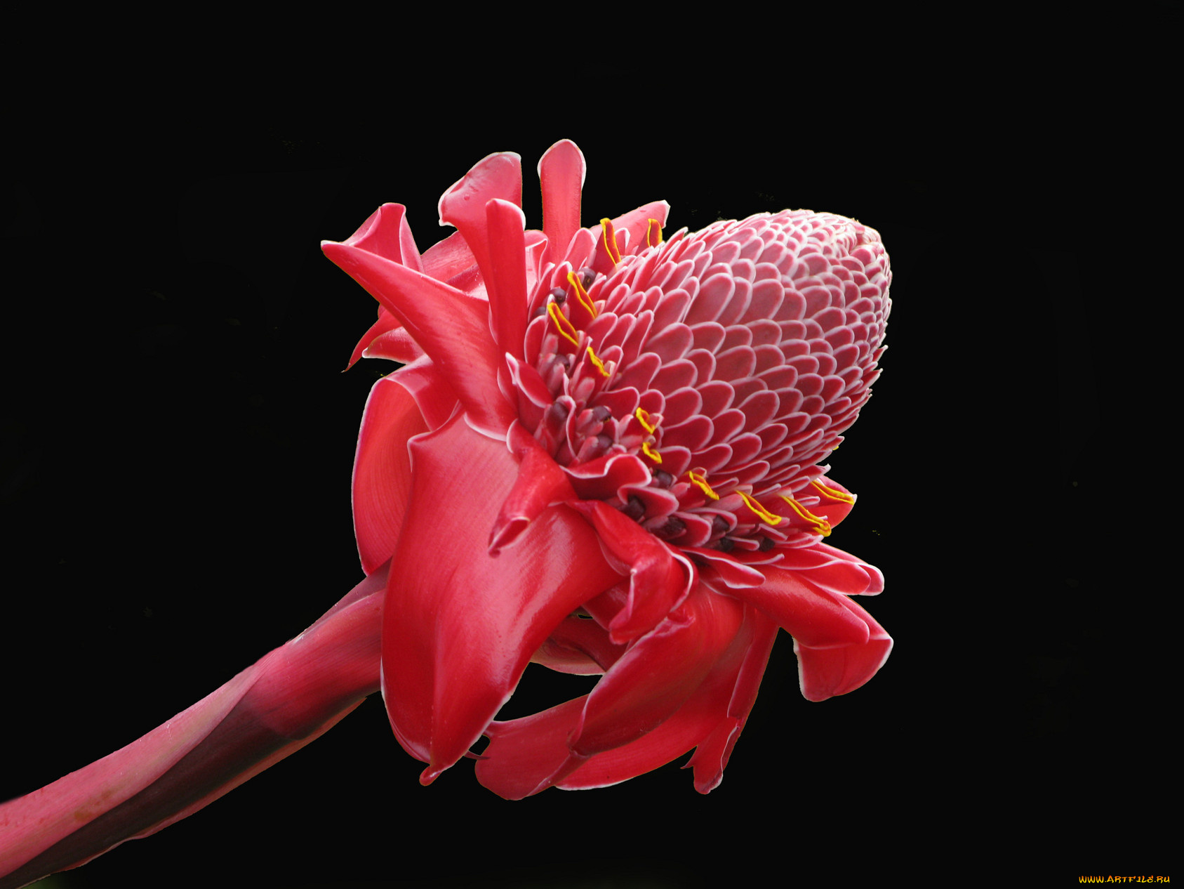 цветы, протея, бутон, фон, тёмный