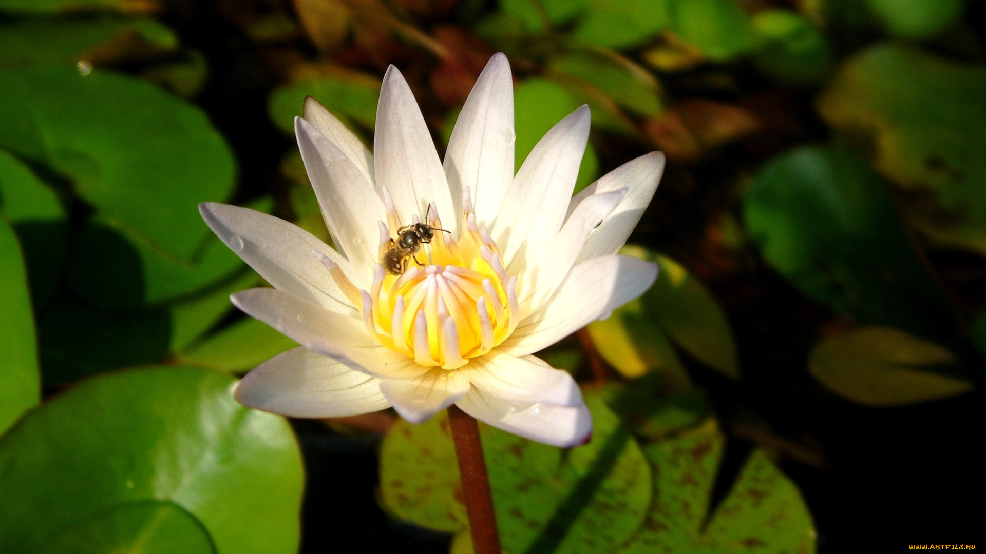 цветы, лилии, водяные, нимфеи, кувшинки, белый, пчела