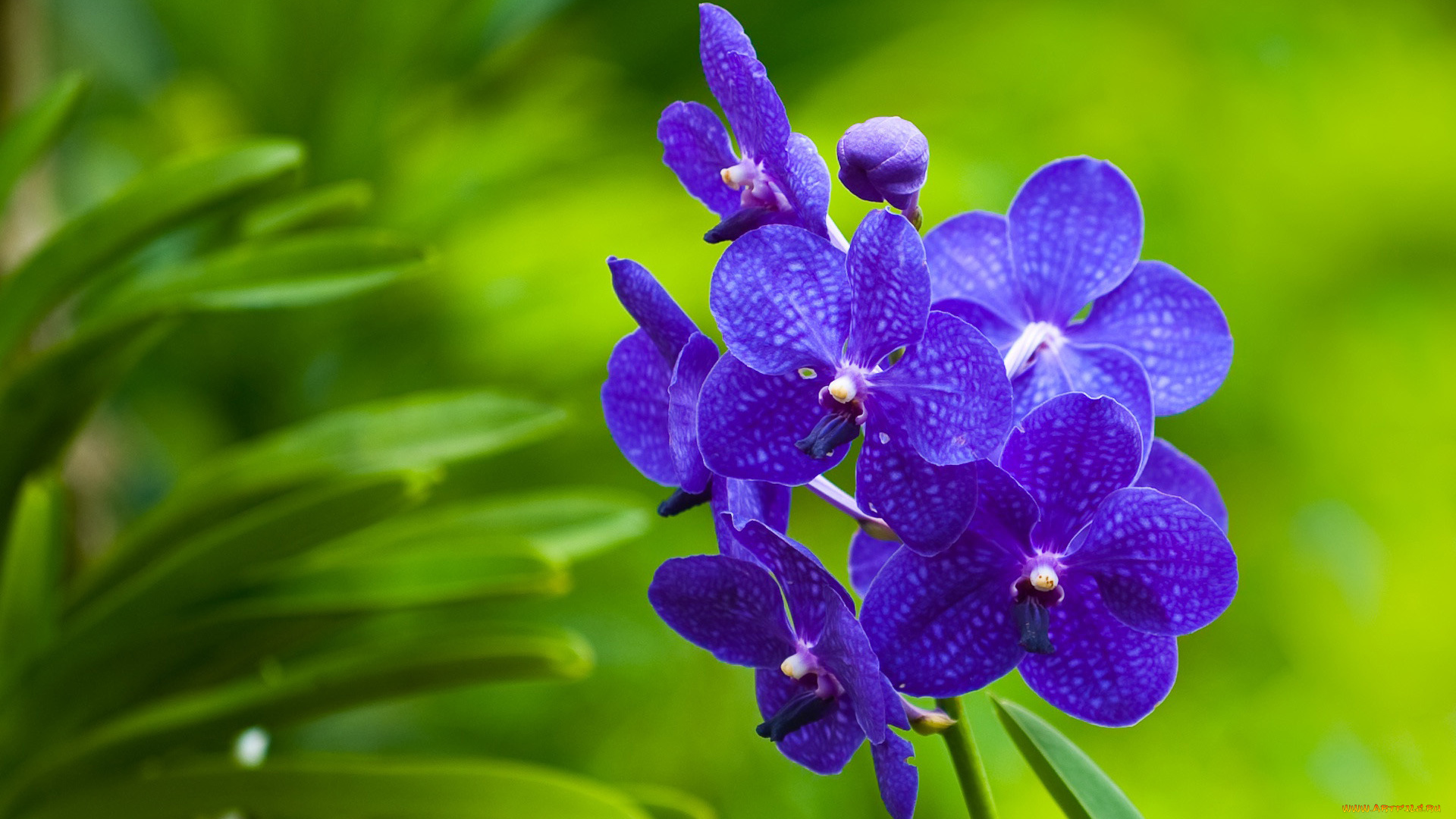 цветы, орхидеи, лепестки