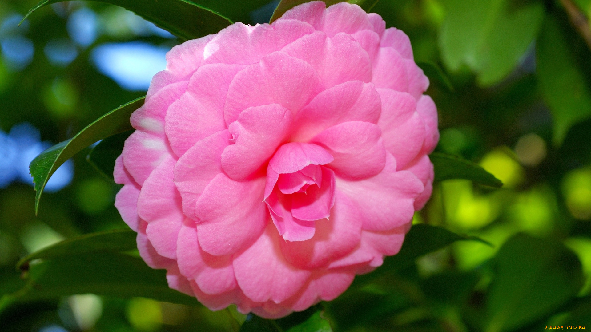 камелия, цветы, камелии, розовый, круглый