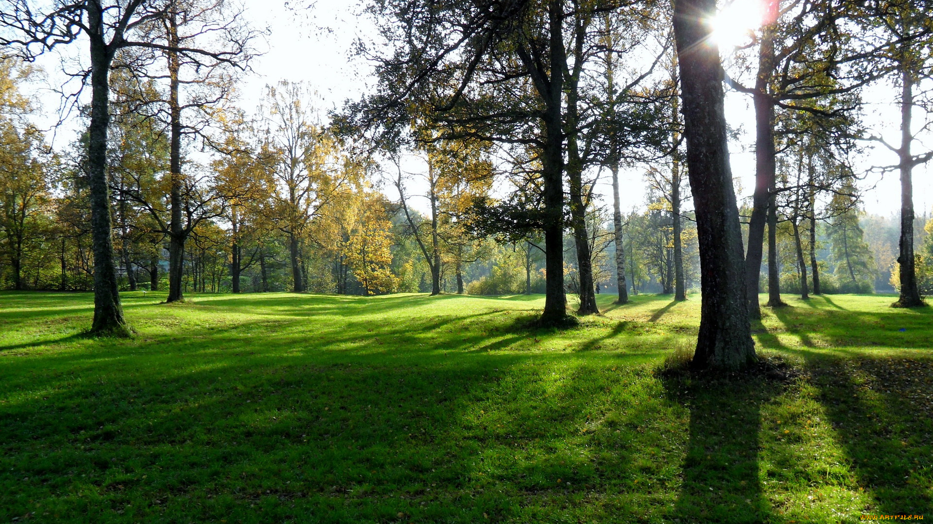 природа, деревья, трава