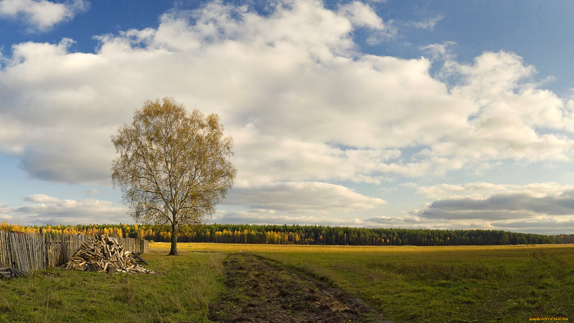 природа, поля, забор, лес, дерево