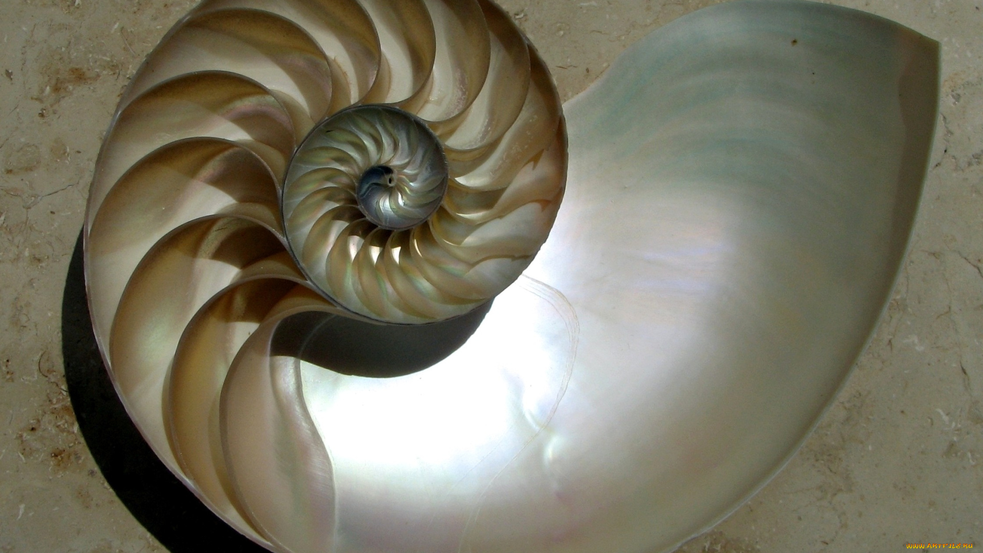 разное, ракушки, кораллы, декоративные, spa, камни, спираль, аммонит