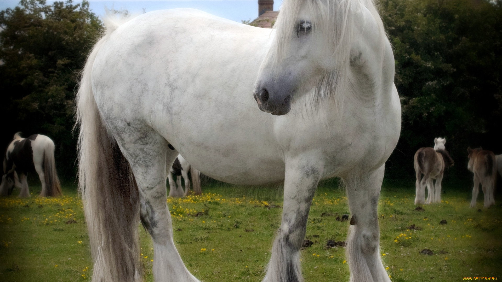 животные, лошади, мохнатый, грива, белый