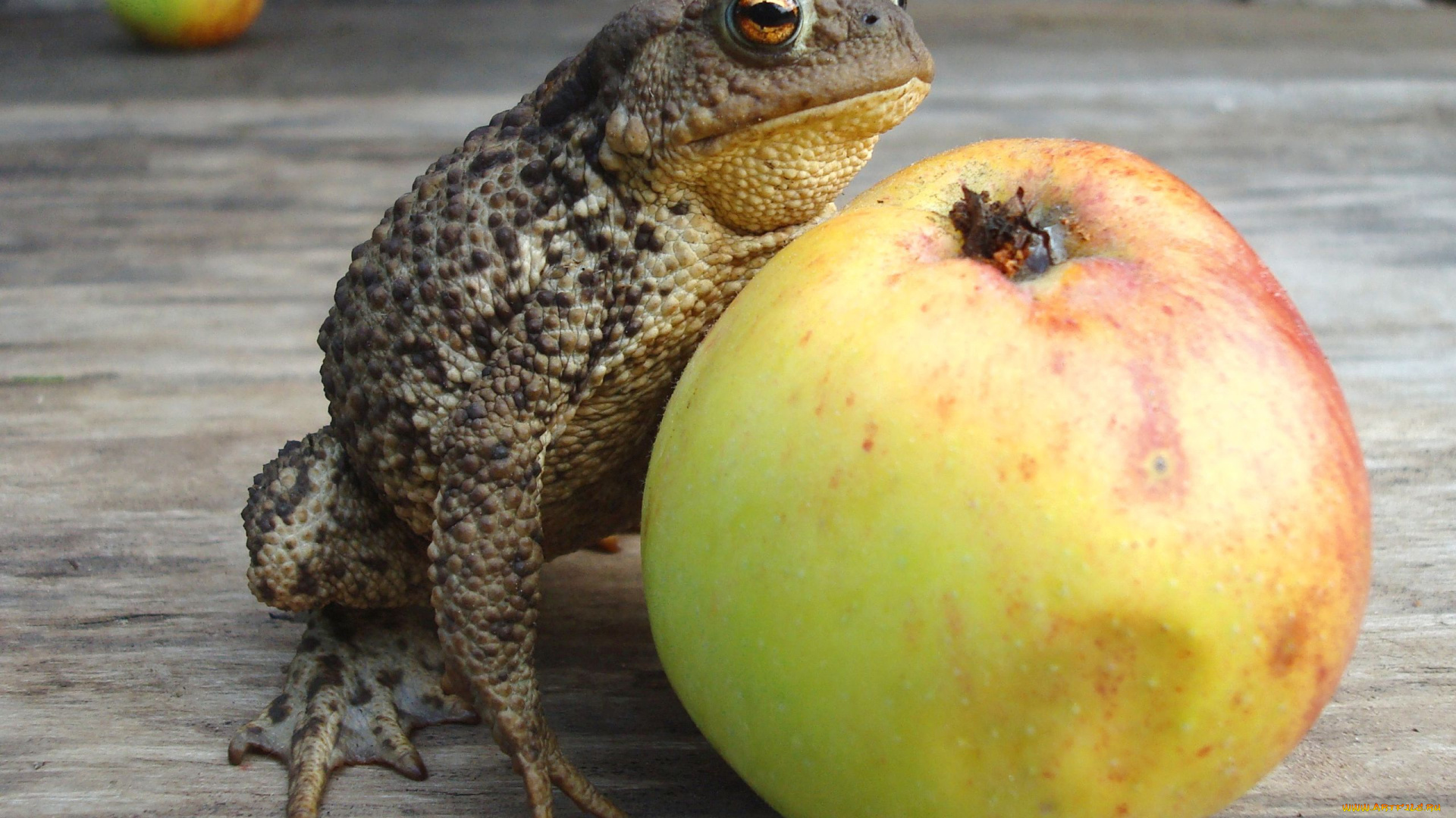 животные, лягушки, яблоко