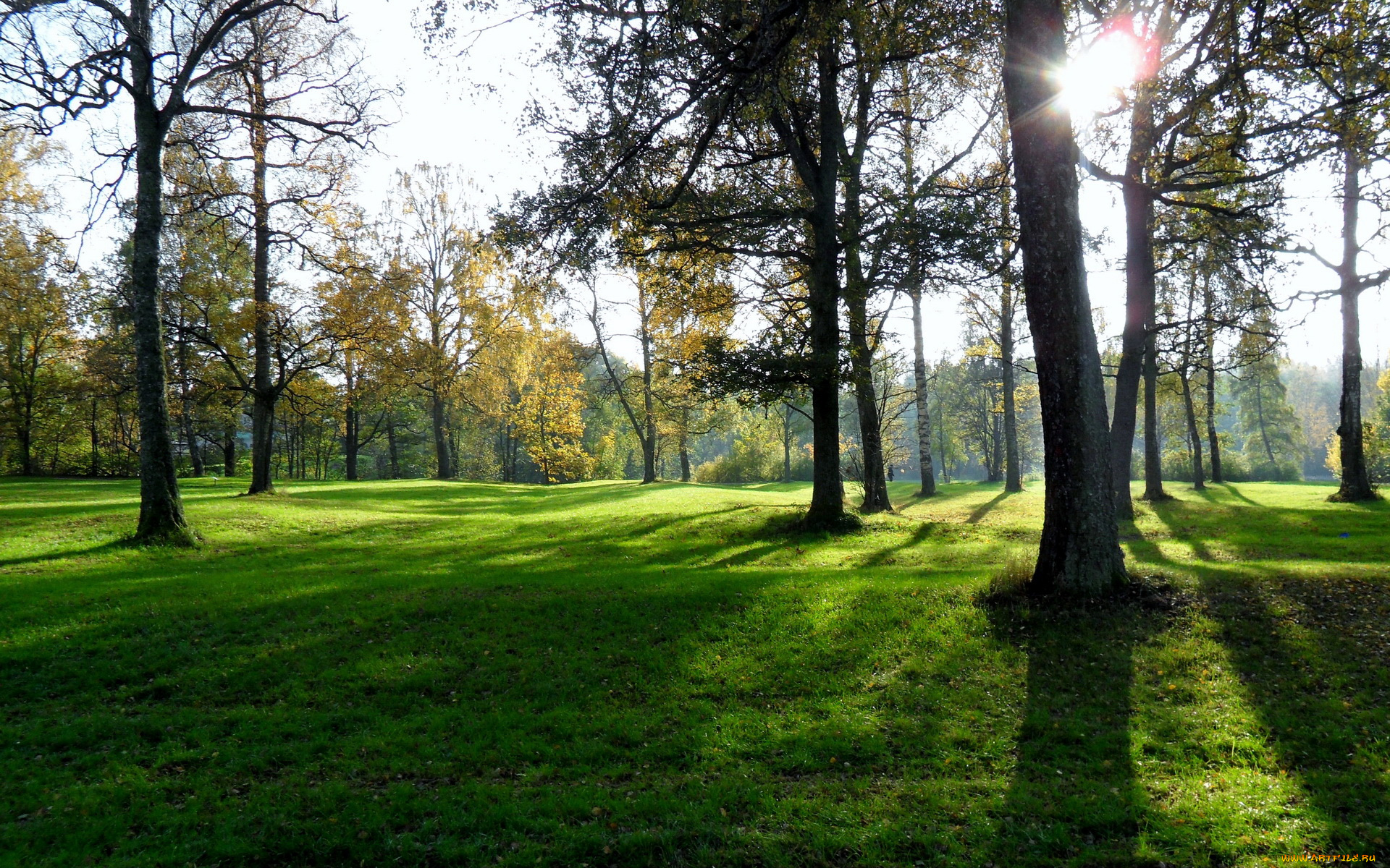 природа, деревья, трава