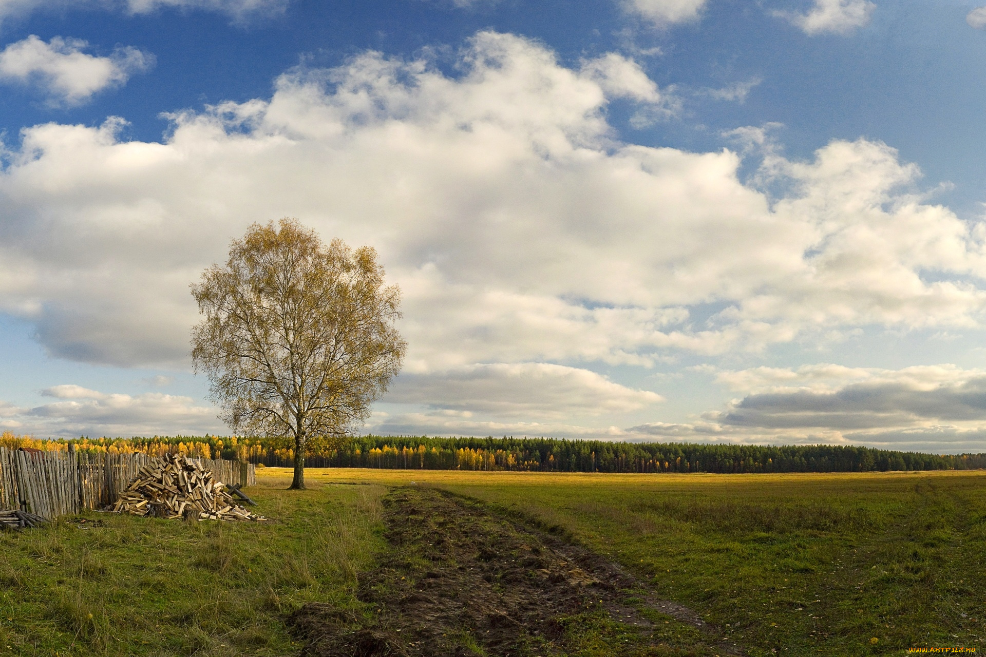 природа, поля, забор, лес, дерево