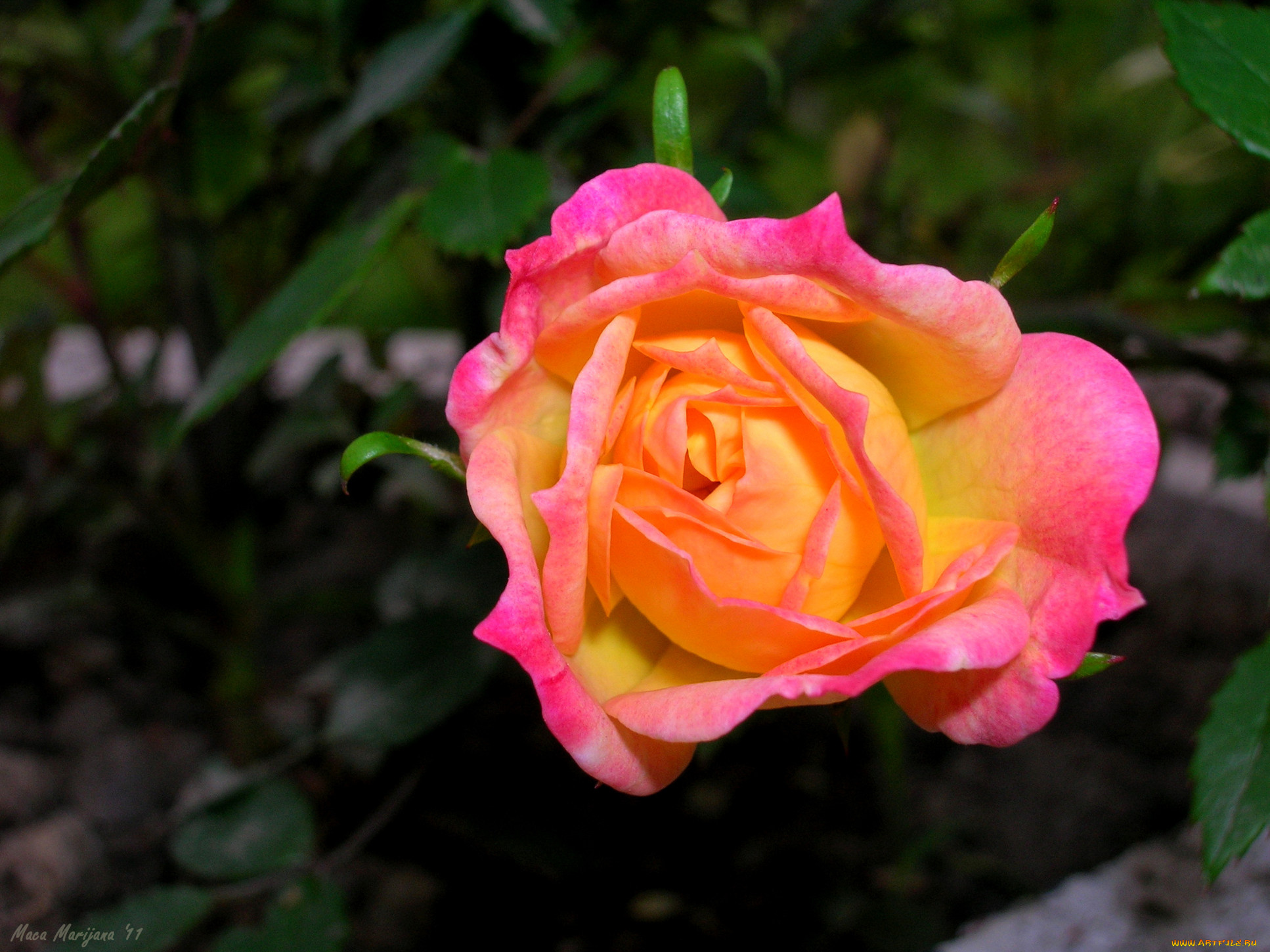 цветы, розы, розовый