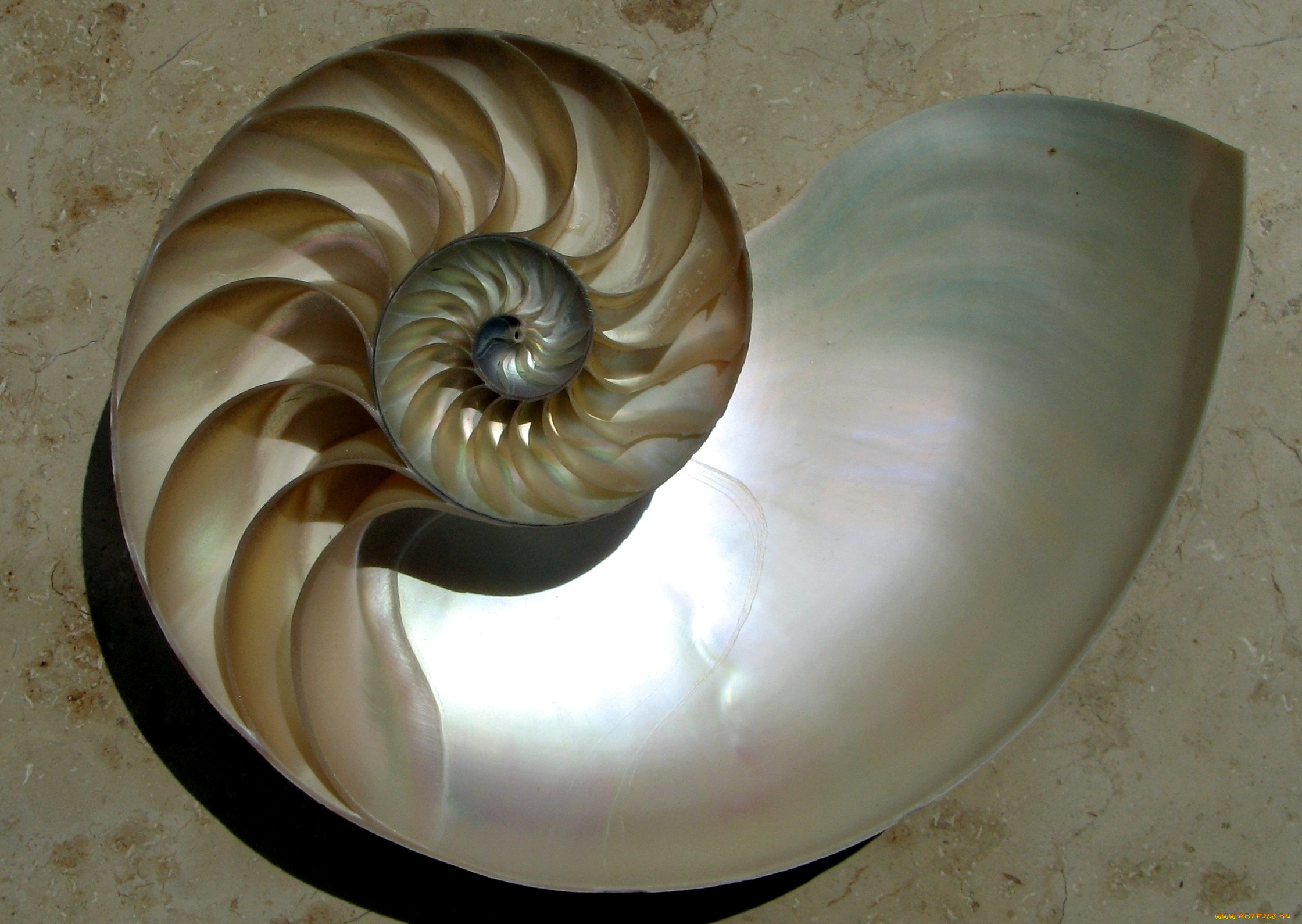 разное, ракушки, кораллы, декоративные, spa, камни, спираль, аммонит