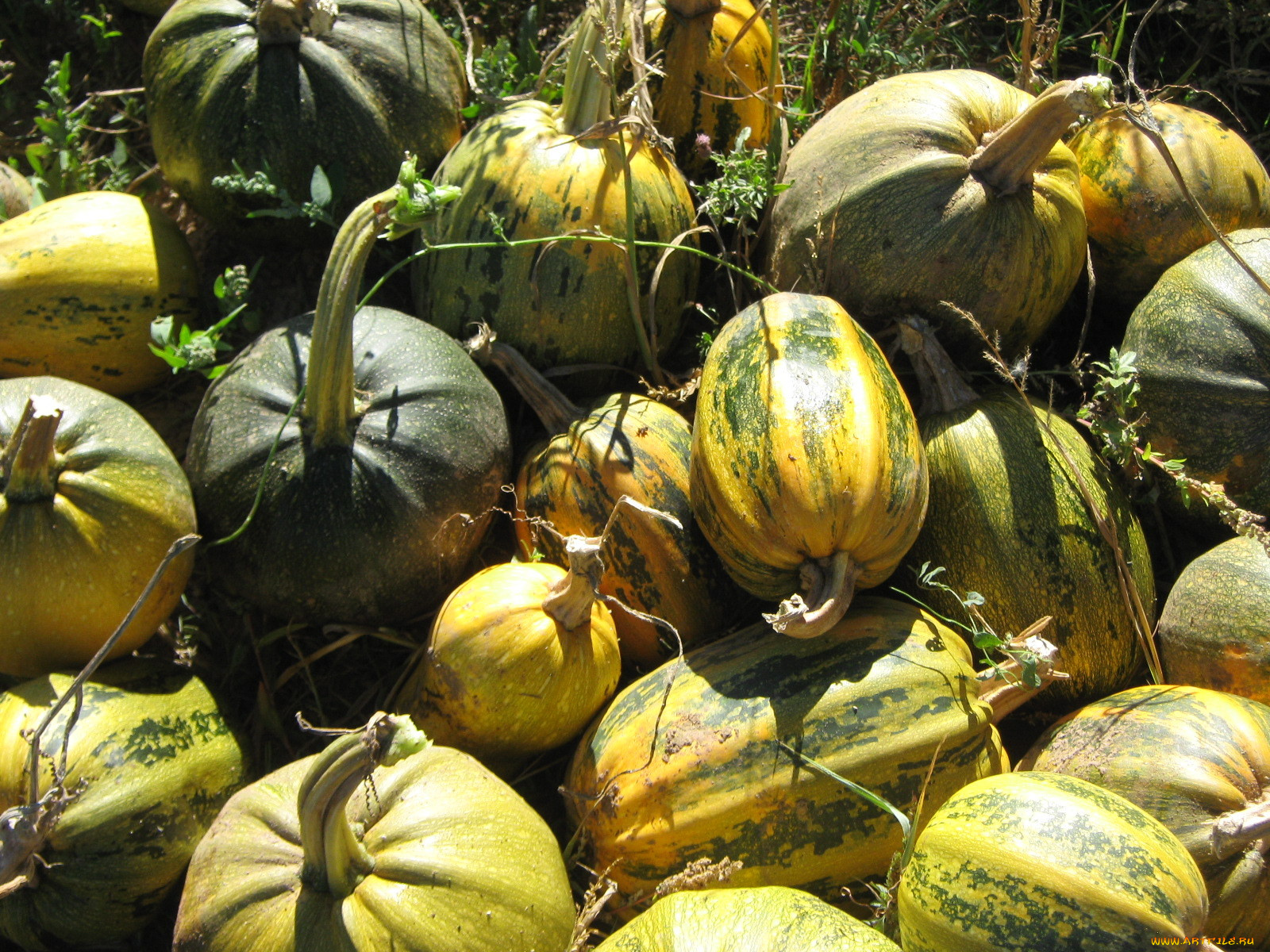 еда, тыква, тыквы