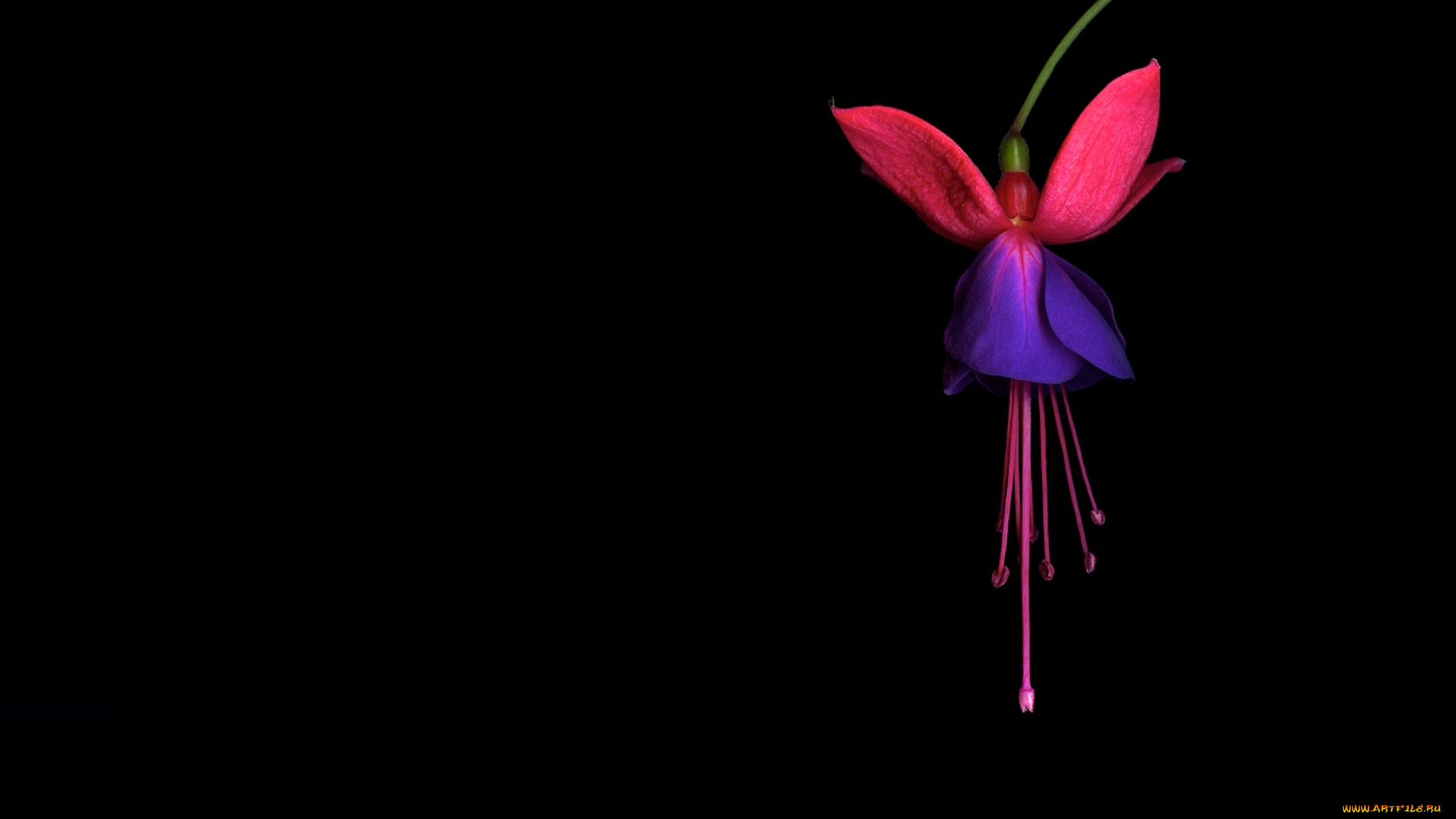 цветы, свет, тень, цветок, лепестки, экзотика