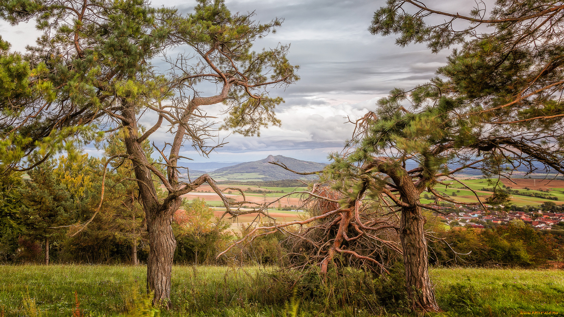 природа, деревья, равнина
