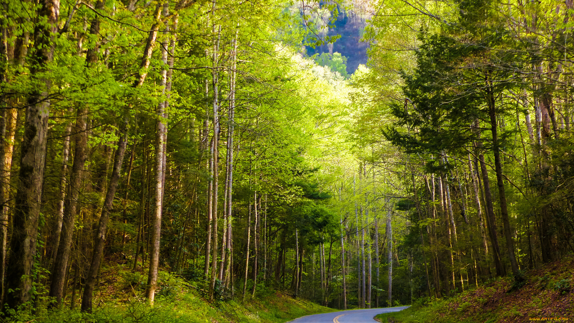 природа, дороги, шоссе, лес