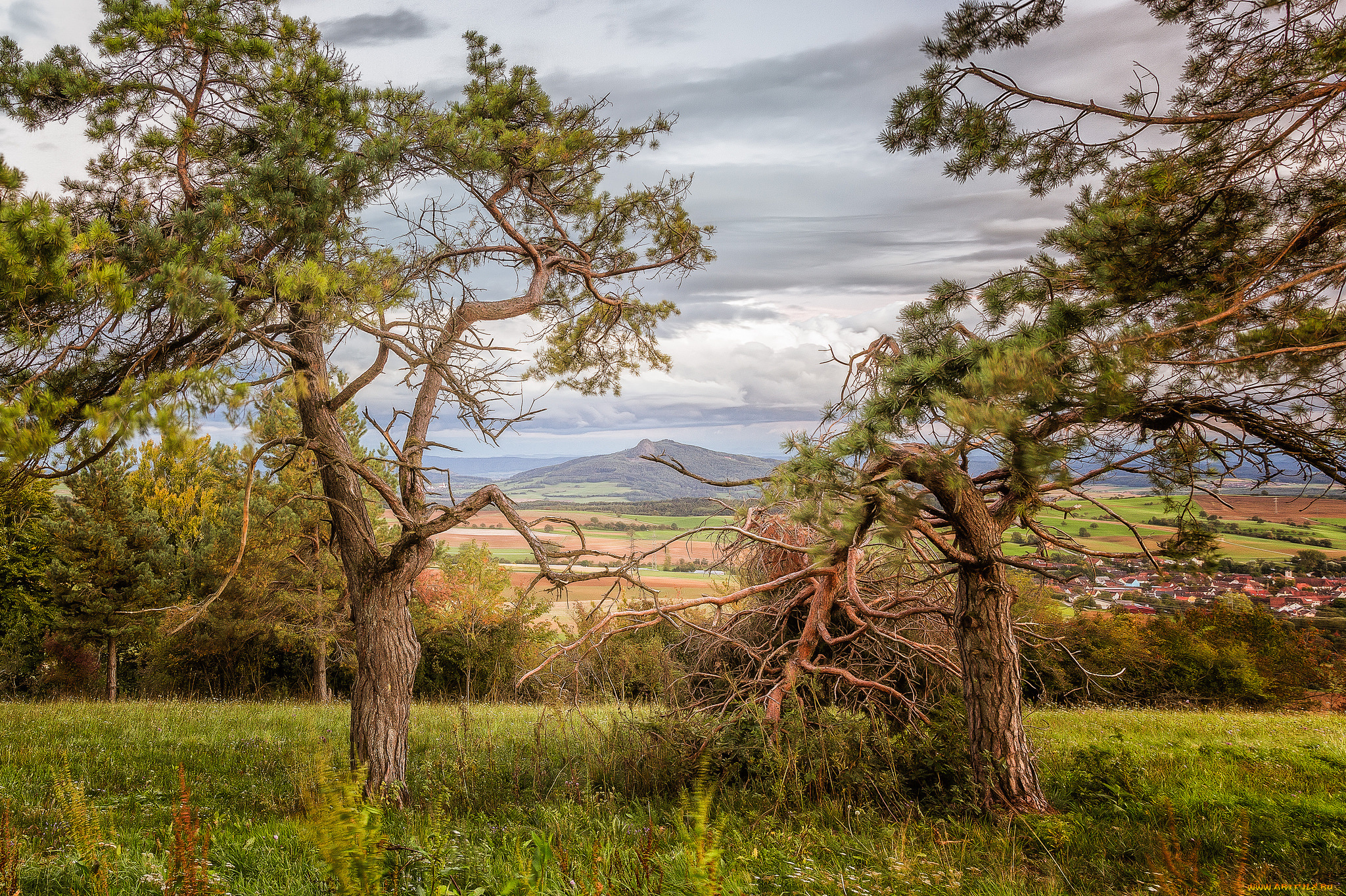 природа, деревья, равнина