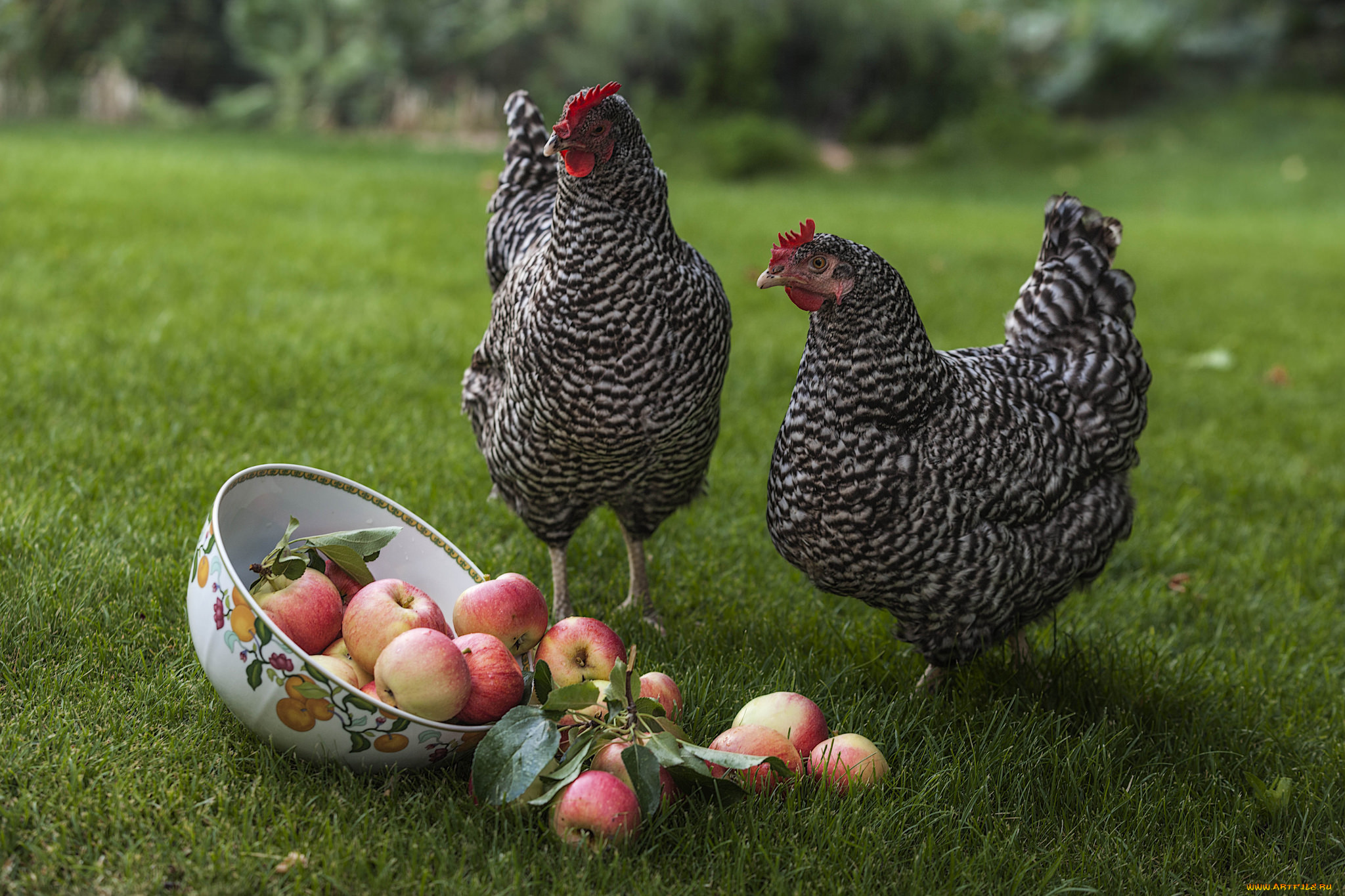 животные, куры, , петухи, яблоки