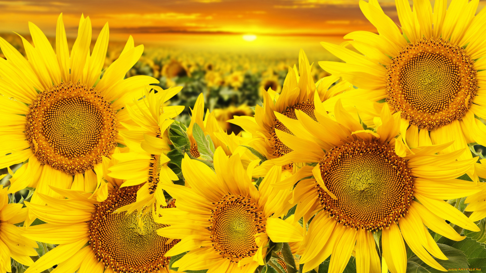 цветы, подсолнухи