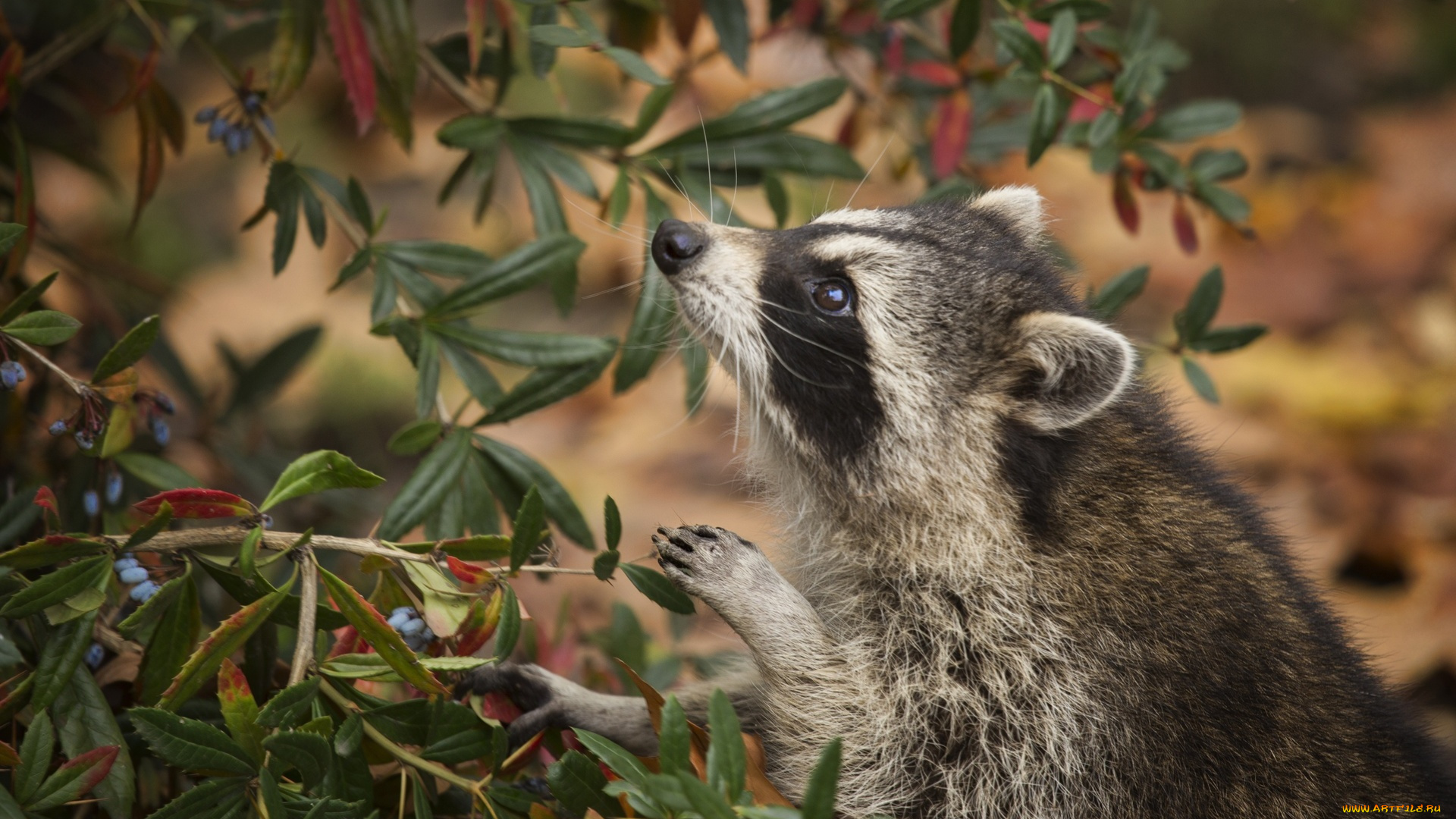 животные, еноты, ягоды, куст, енот