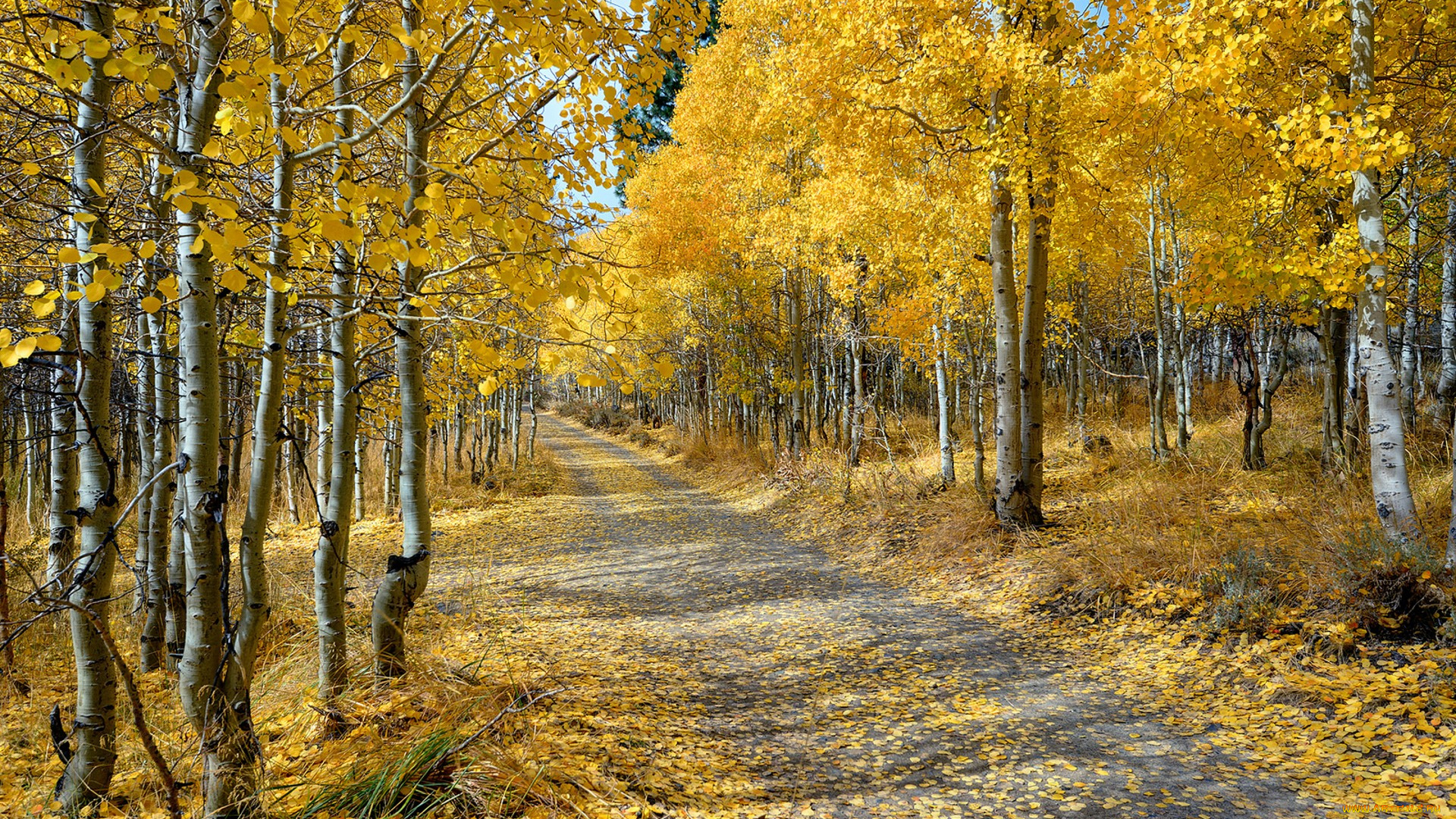 природа, дороги, простор